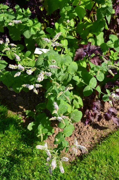 Mentha x rotundifolia ''Apfelminze'